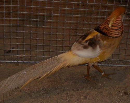 faisan doré isabelle mâle 3.jpg