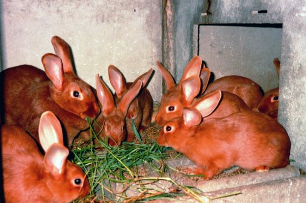 Lapins juin 2004.jpg