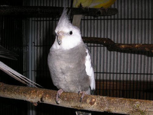 calopsitte male face blanche.JPG