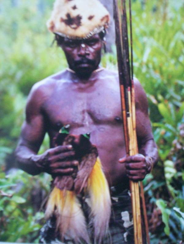 papous qui chasse le paradisier.jpg