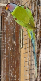 NVCMÃ¢le Prune.jpg