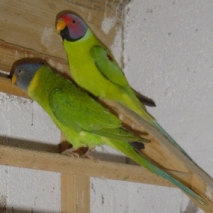 NVCCouple Prune.jpg