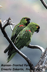maroon fronted.gif