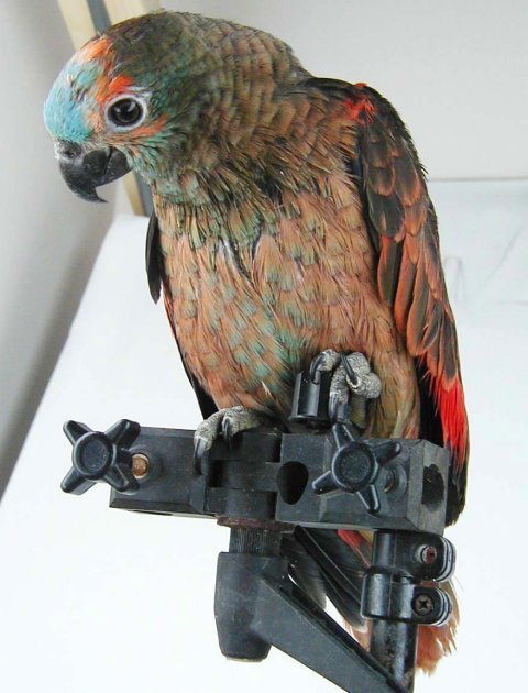 blue front red 1.jpg