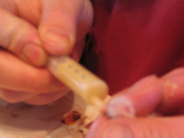 frt.jaune clowne 1er n1.JPG