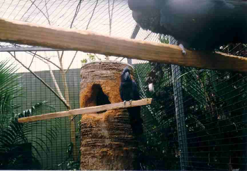 couple B loro.jpg