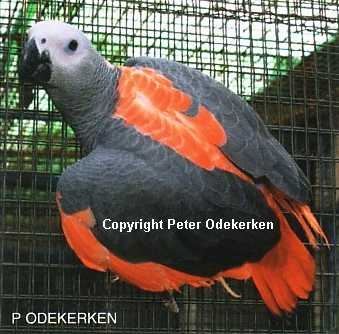 GDG pied rouge poi.jpg