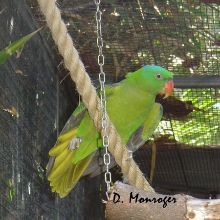 Loro Parque 71.jpg