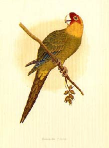 p caroline by green.jpg