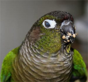 ki-gourmand.jpg