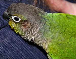 kcÃ¢lin.jpg