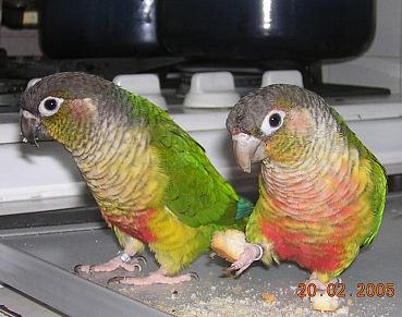 2craquers.jpg
