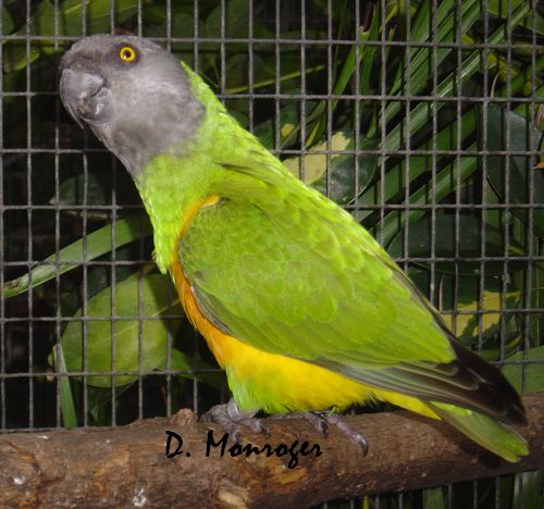 Loro Parque 66.jpg