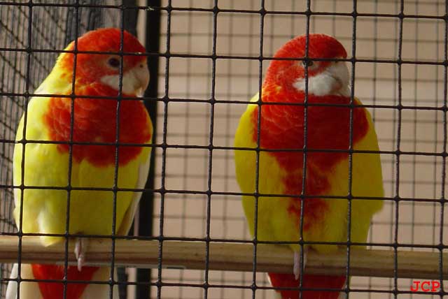 Expo Oraison_14_11_2004 013 copie.jpg