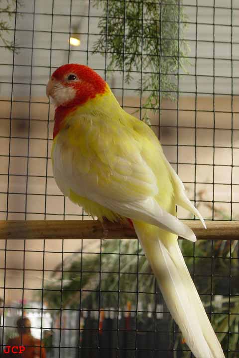 Expo Oraison_14_11_2004 023 copie.jpg