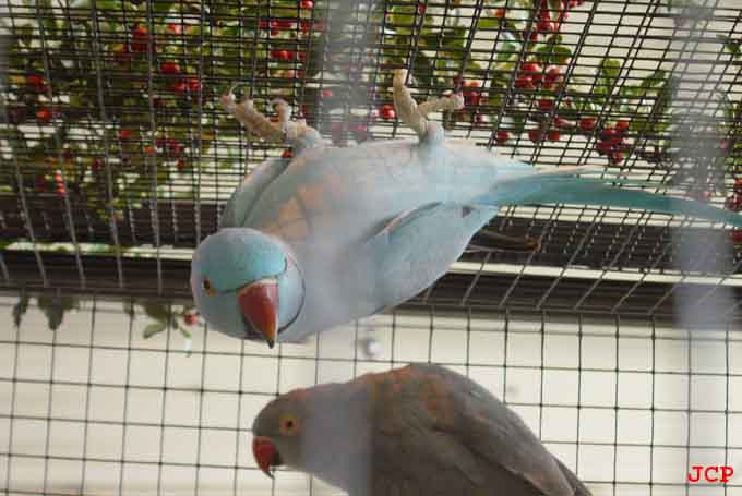 Expo Oraison_14_11_2004 019 copie.jpg