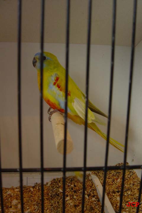 Expo Oraison_14_11_2004 024 copie.jpg