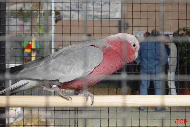 Expo Orason_14_11_2004 001 copie.jpg