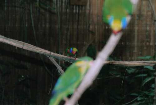 beauval2r.jpg