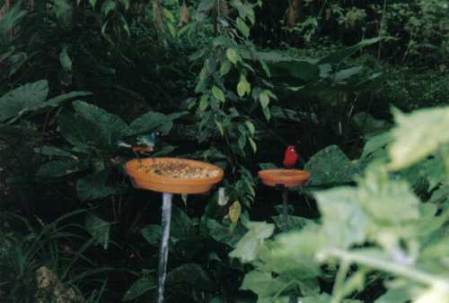 beauval1r.jpg