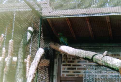 beauval6r.jpg