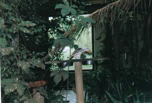 beauval4r.jpg