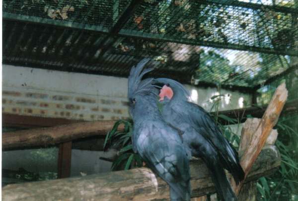 beauval12r.jpg