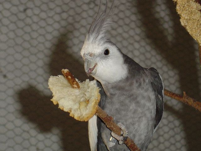 face blanche.jpg