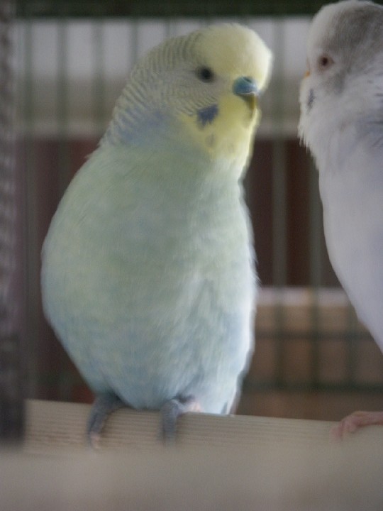 pastel.jpg