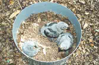 Nest-box-chicks.jpg