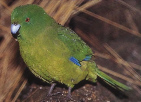 Einfarblaufsittich.jpg