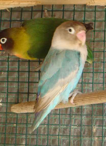 Fem cobalt diluÃ©2003.jpg