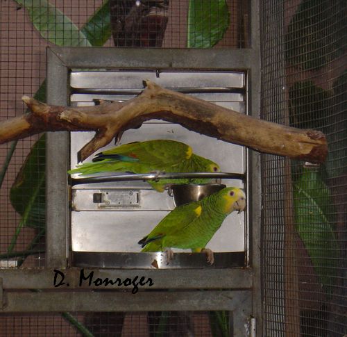 Loro Parque 4.jpg