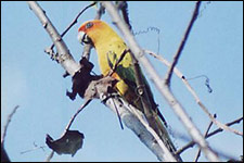 sun conure.jpg