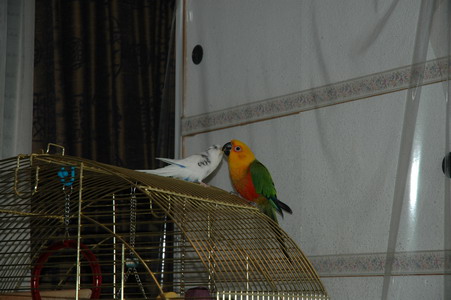 03Img2004-12-06-06.56.15_redimensionner.JPG