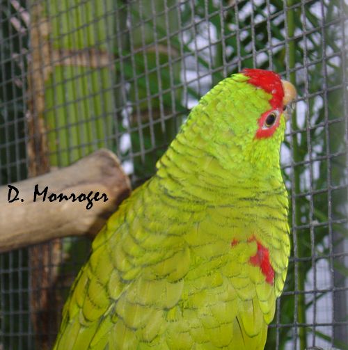 Loro Parque 7.jpg
