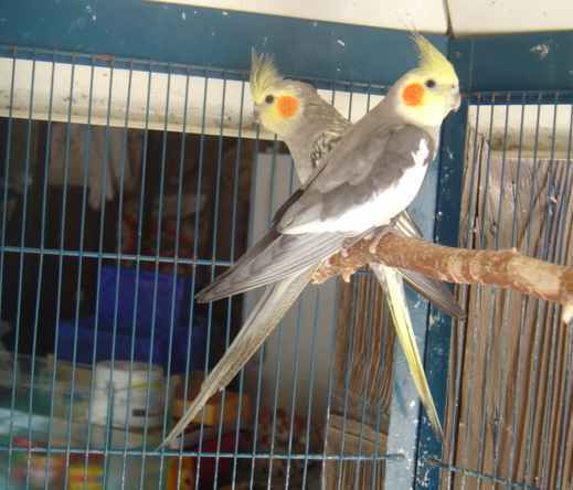 cple callo gris x perlÃ©e 2703.jpg