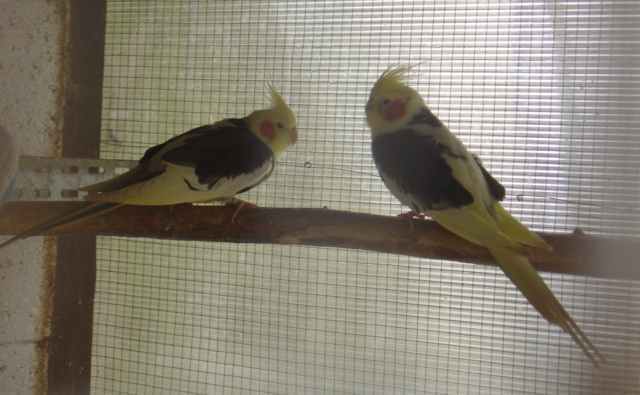 couple callo panachÃ© 2703.jpg