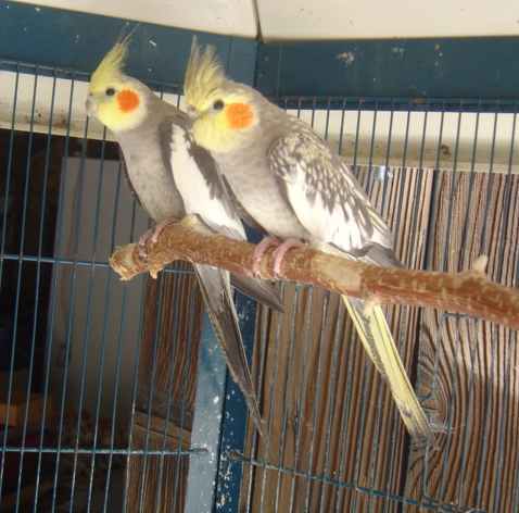 couple callo grisxperlÃ©e2703.jpg