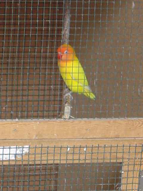 curieux perso 2703.jpg