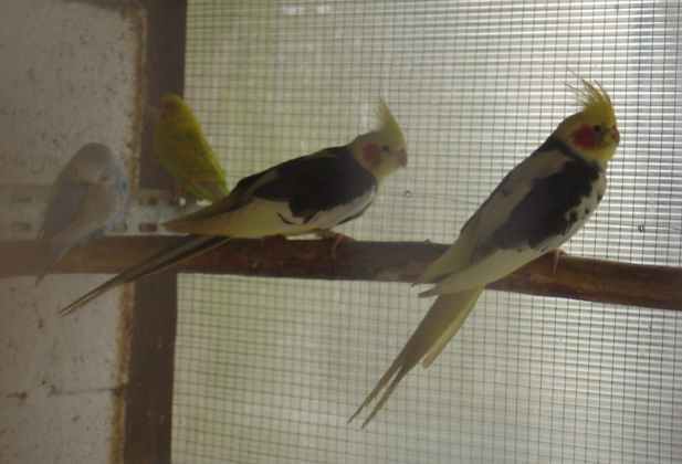 cple callo panachÃ© 2703.jpg