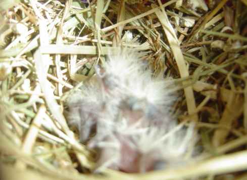 bbs bengalis 2903.jpg