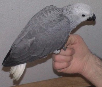 parrot-whitetailedgreyparrot11_185.jpg