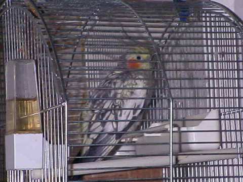 Chico cage.jpg