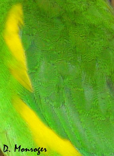 Cyclopsitta diophthalma 1.jpg