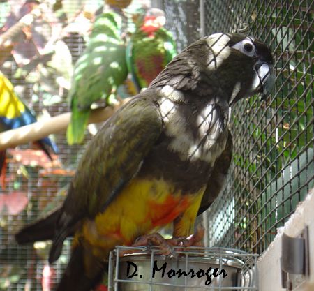 Cyanoliseus patagonus byroni 1.jpg