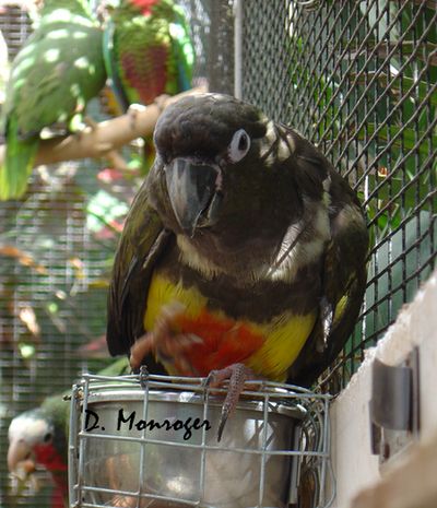 Cyanoliseus patagonus byroni 2.jpg