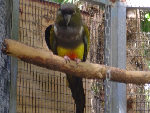 loro25.jpg