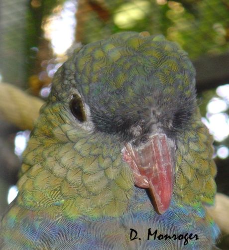 Pionus sordidus.jpg