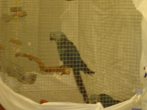 loro30.jpg